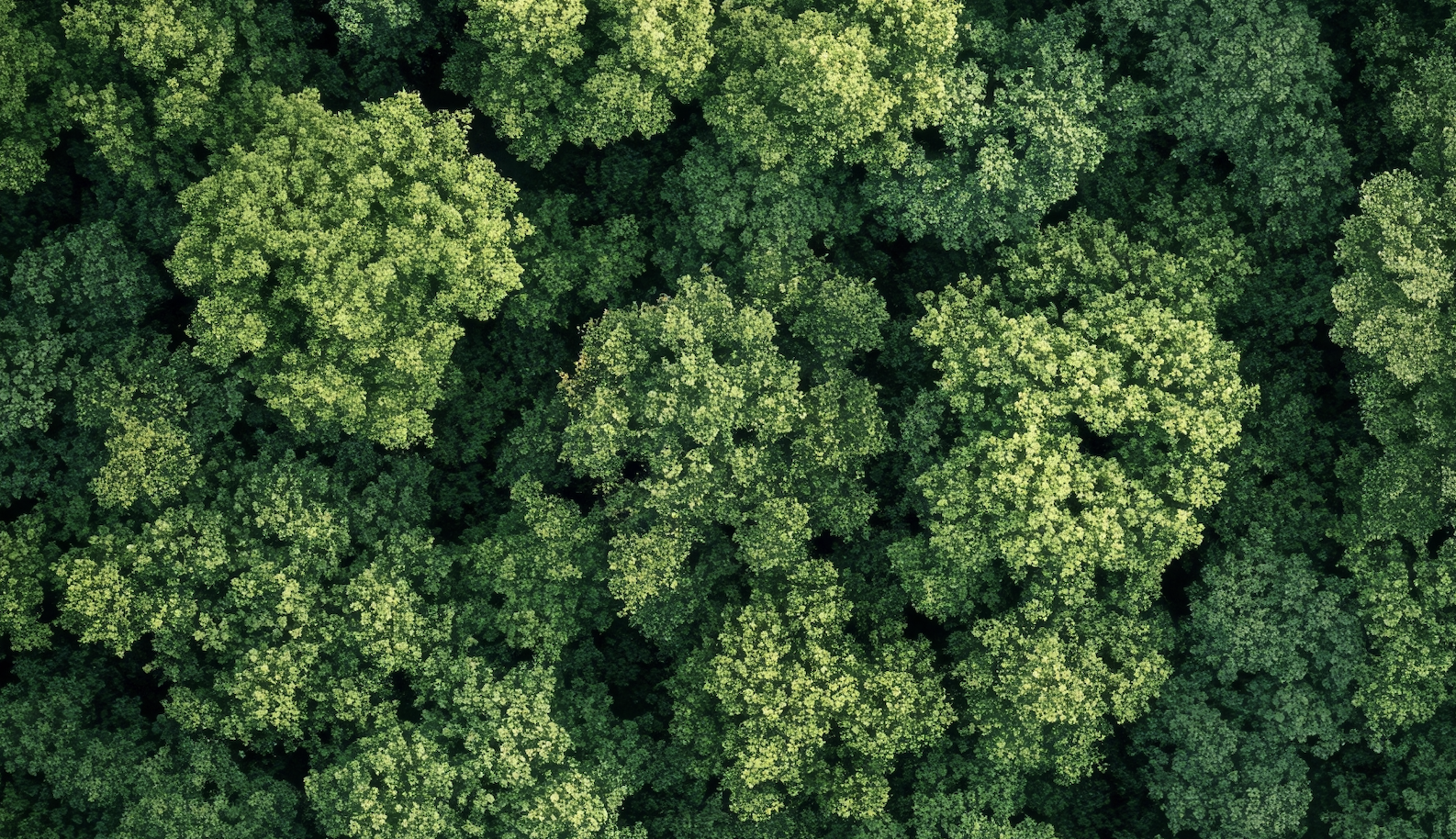 Environmental consultation